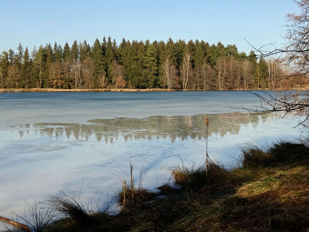 Riedseeufer am Seeweg