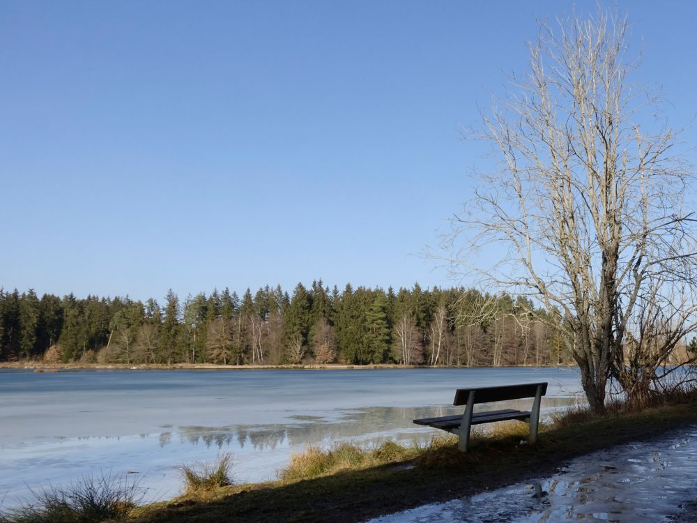 Riedseeufer am Seeweg