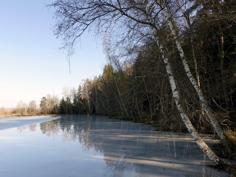 Riedseeufer am Seeweg