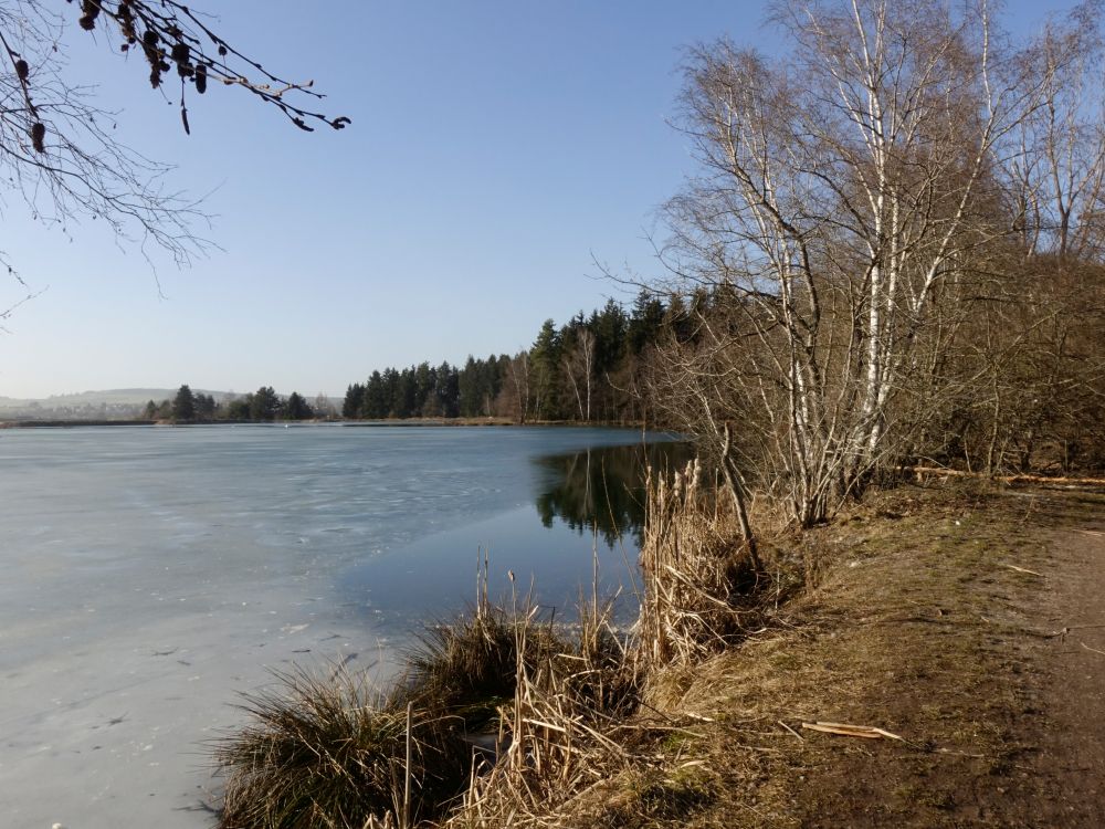 Riedseeufer am Seeweg