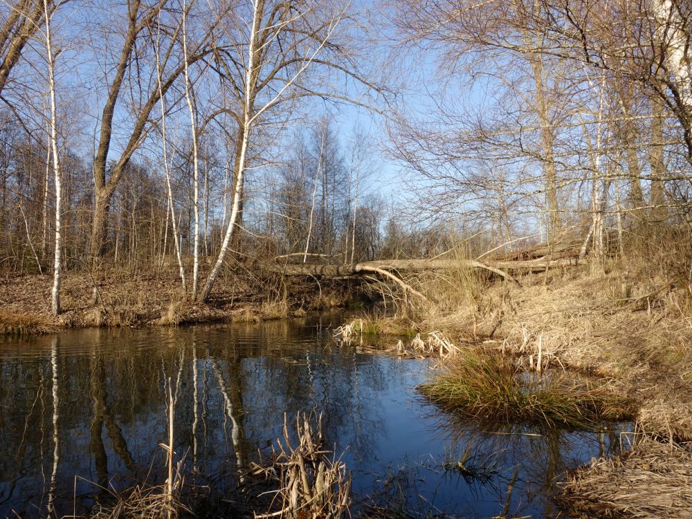 Riedsee am Marbengraben