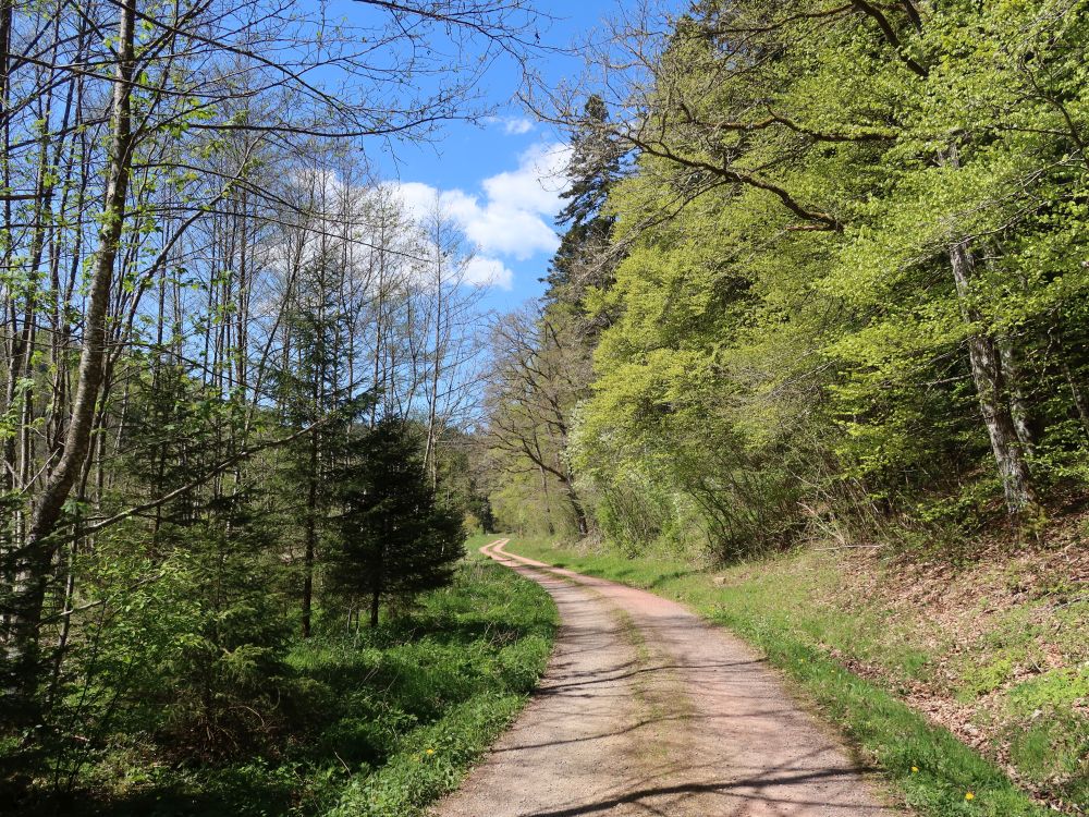 Weg am Waldrand