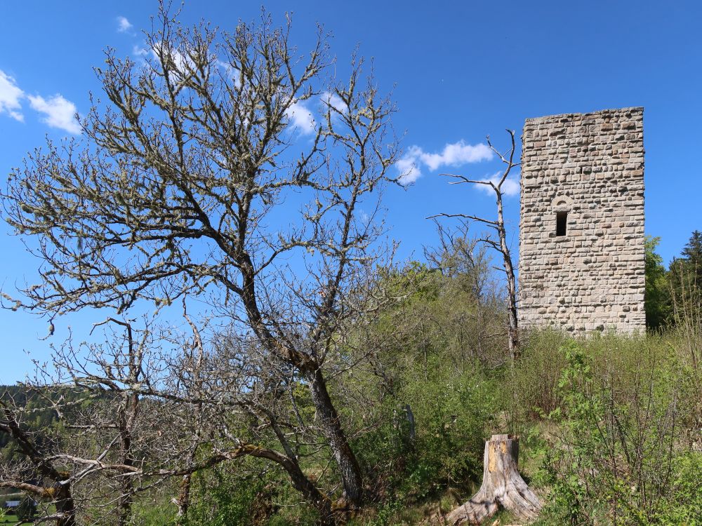 Burgruine Steinegg