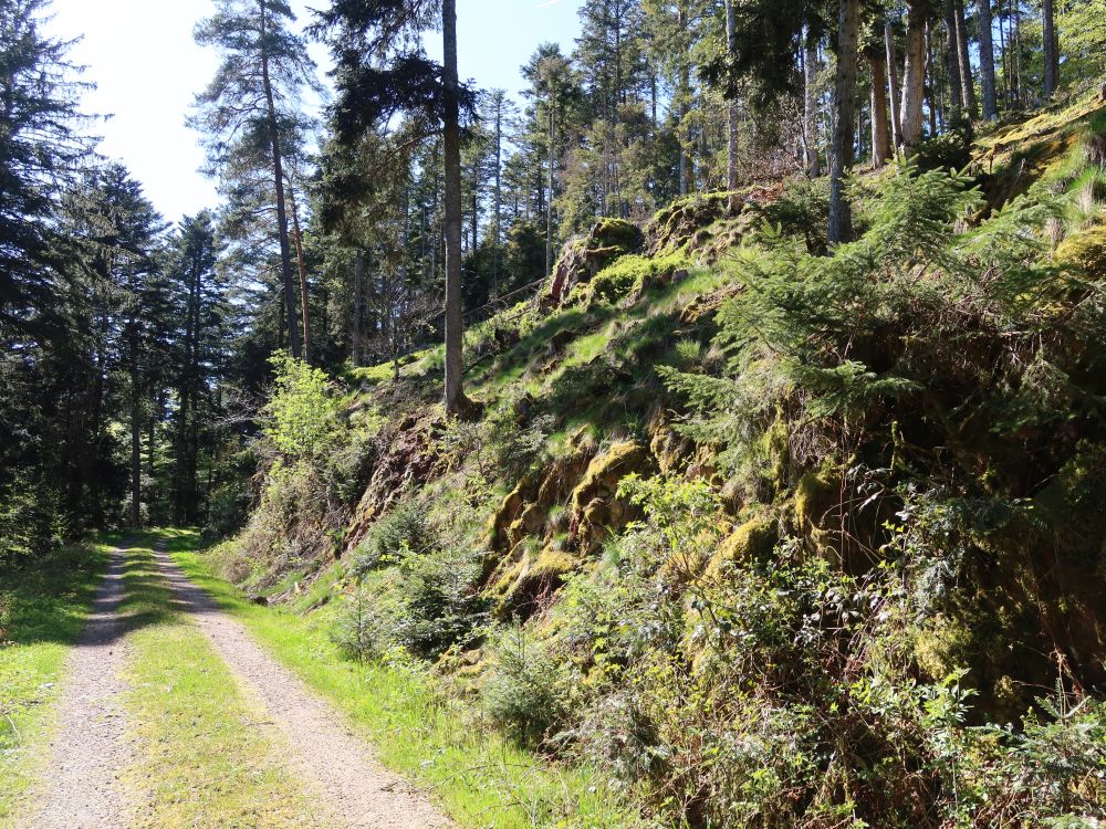 Waldweg