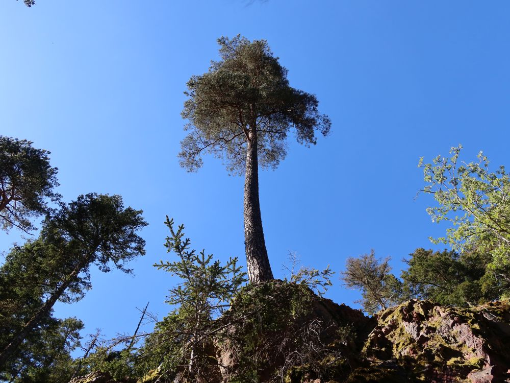 Baum am Fels