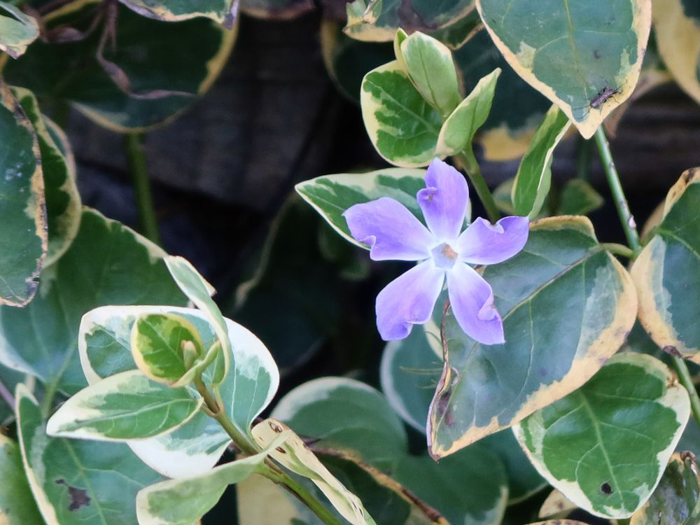 Blüte von Immergrün