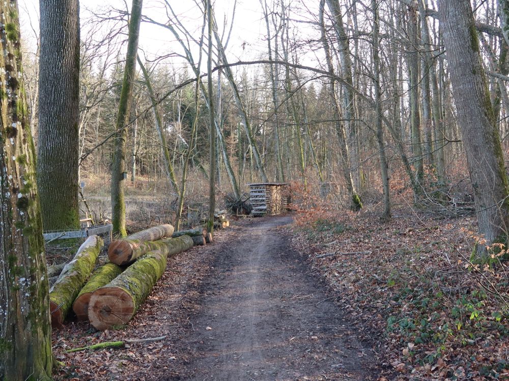 Waldweg