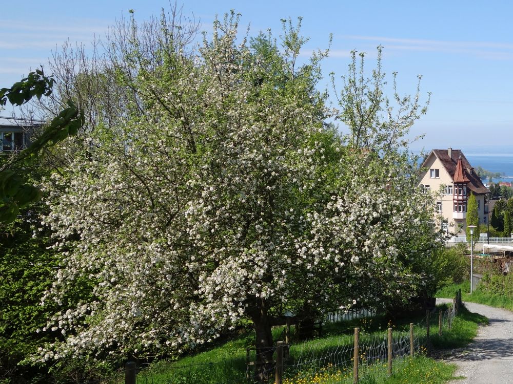 blühender Obstbaum
