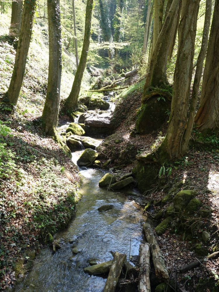 Tobel am Eschlensträsschen