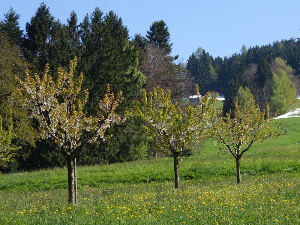 Baumblte und Schneereste