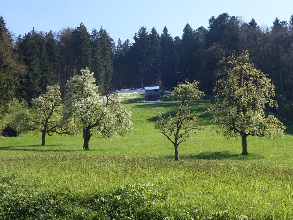 Baumblte und Schneereste