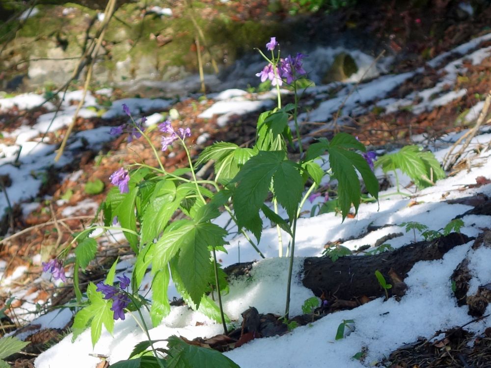 Blten berm Schnee