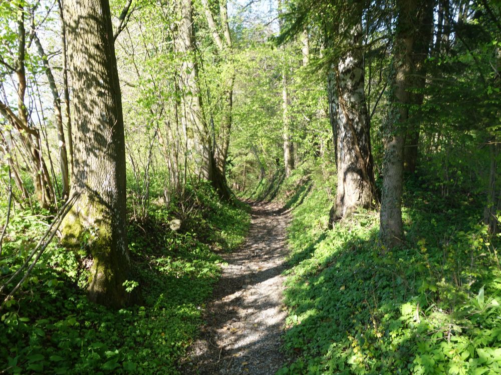 Pfad unter Hasenhus