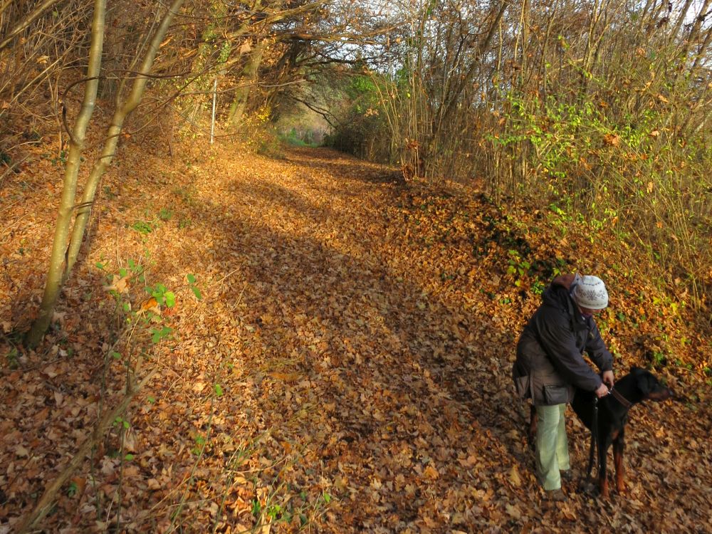 laubedeckter Weg