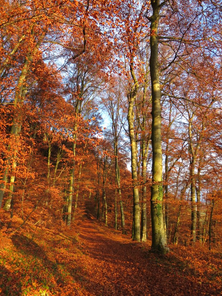 laubedeckter Weg