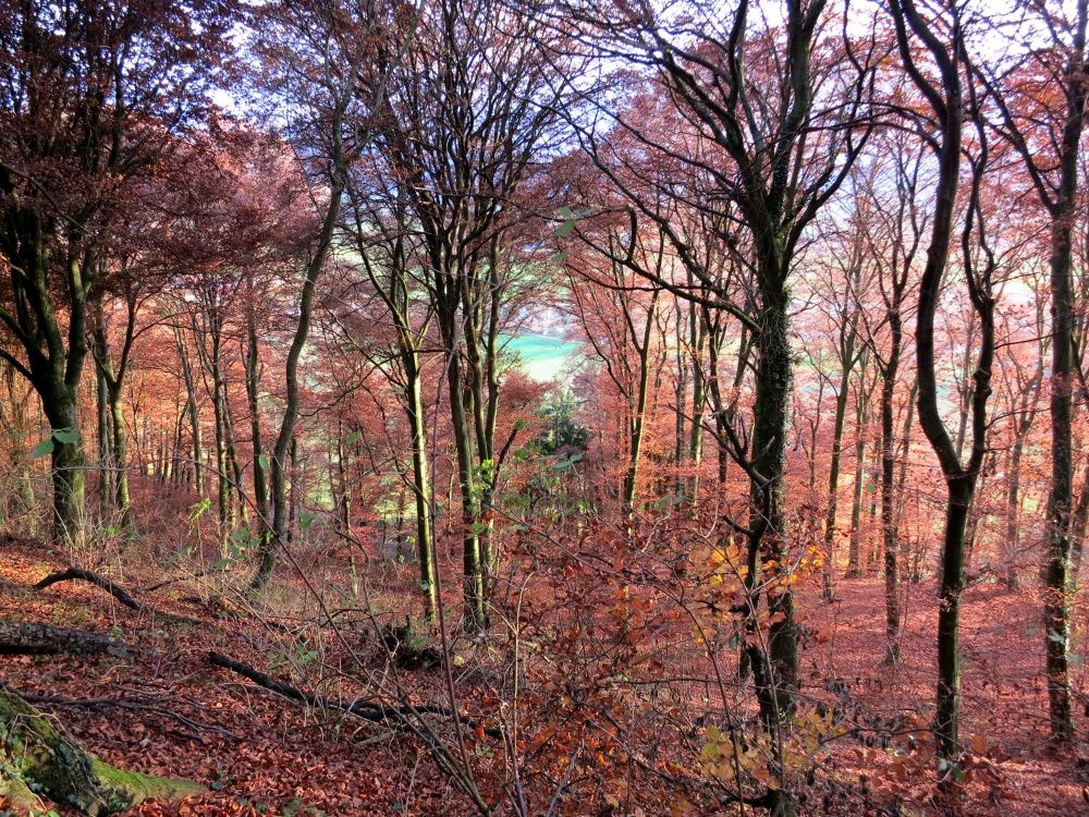 Herbstwald