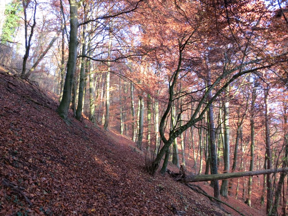 Herbstwald