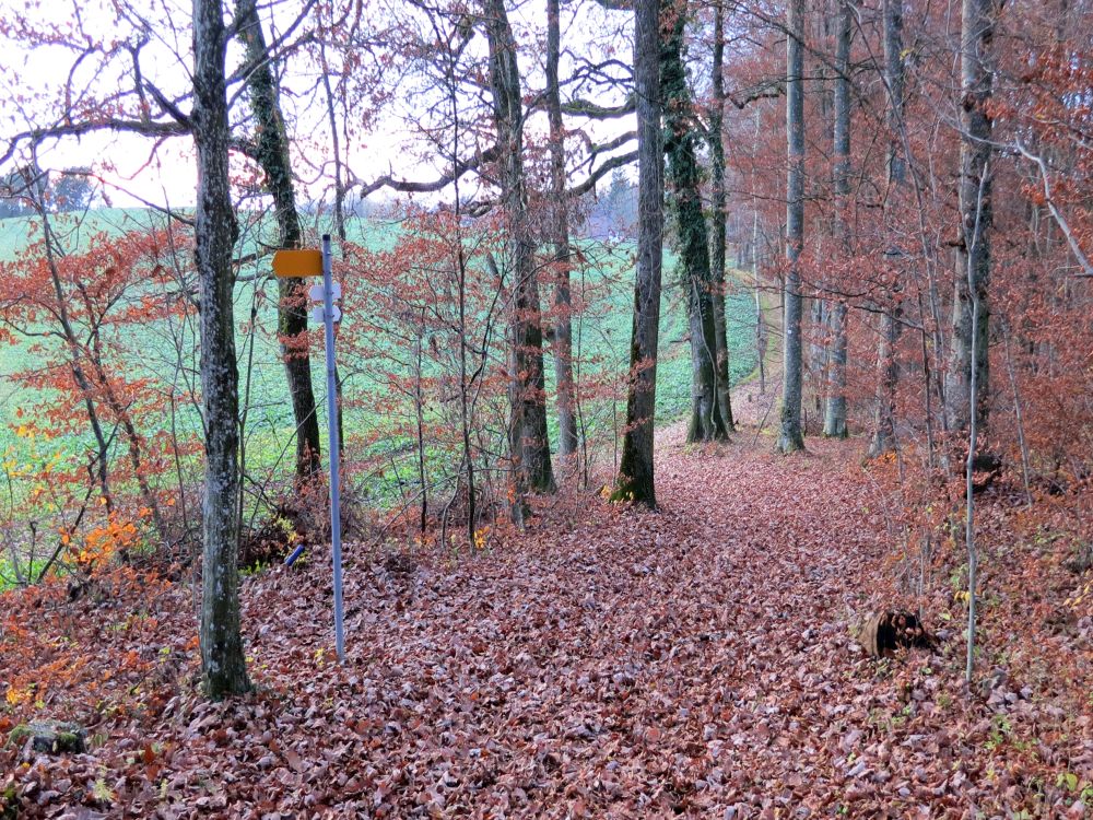 Waldpfad auf dem Rosenegg