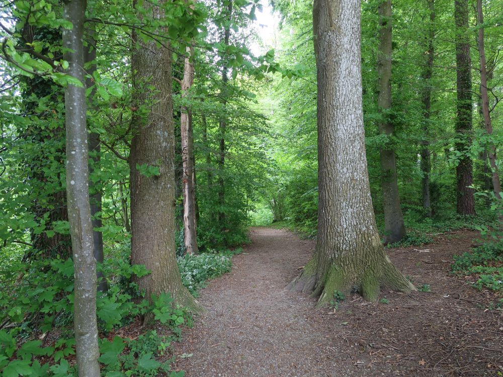 Waldpfad