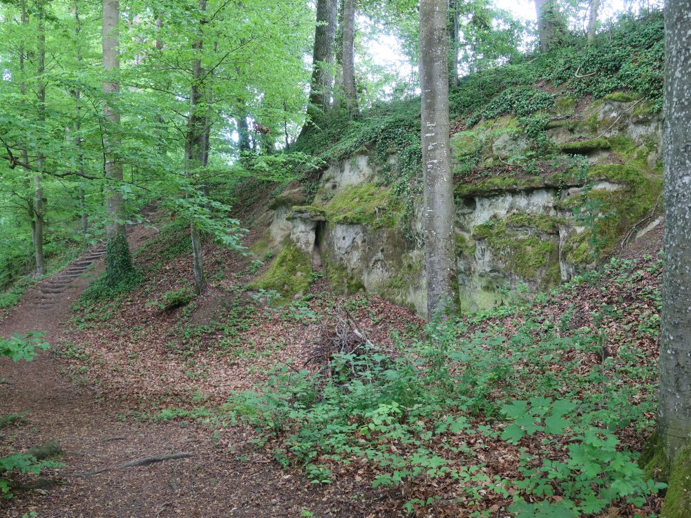 Fels im Wald