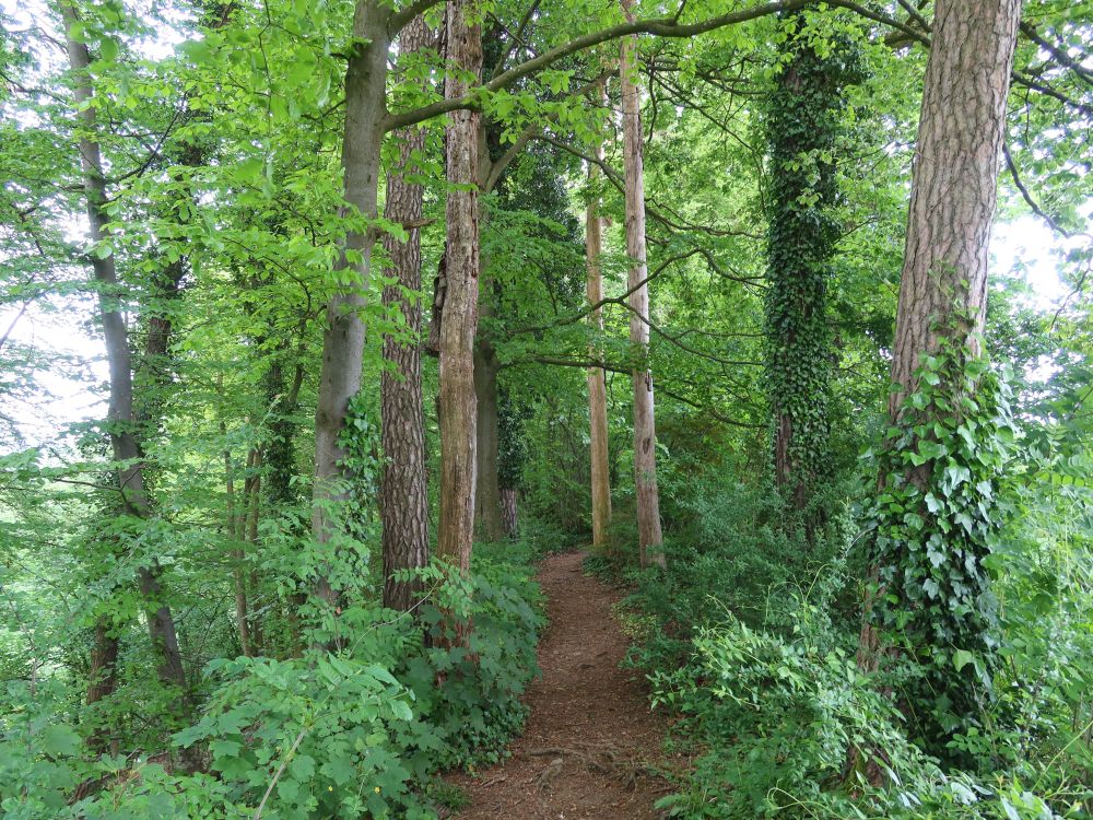 Waldpfad