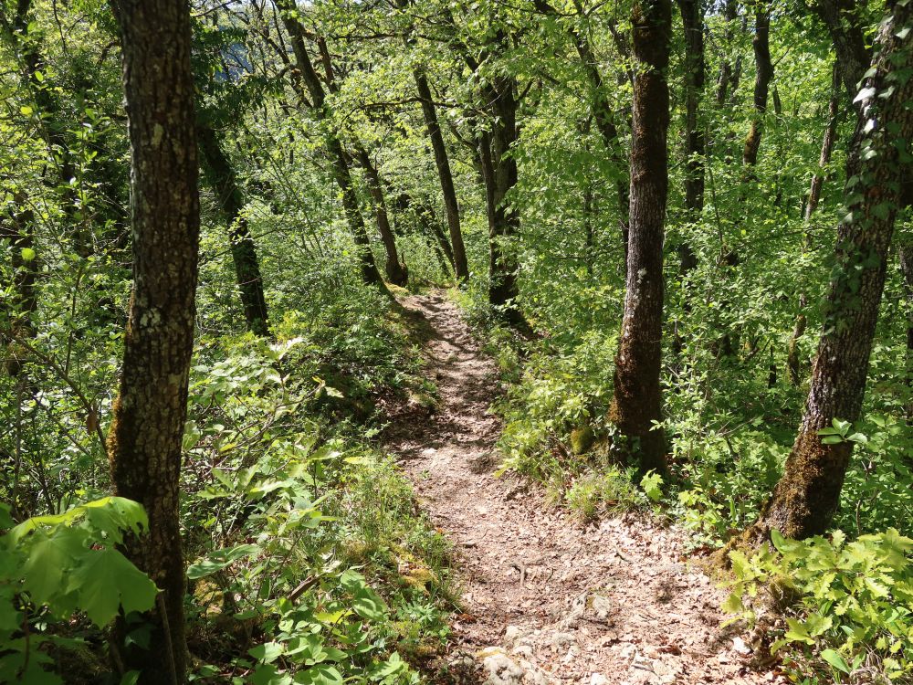 Bergpfad bei Radegg