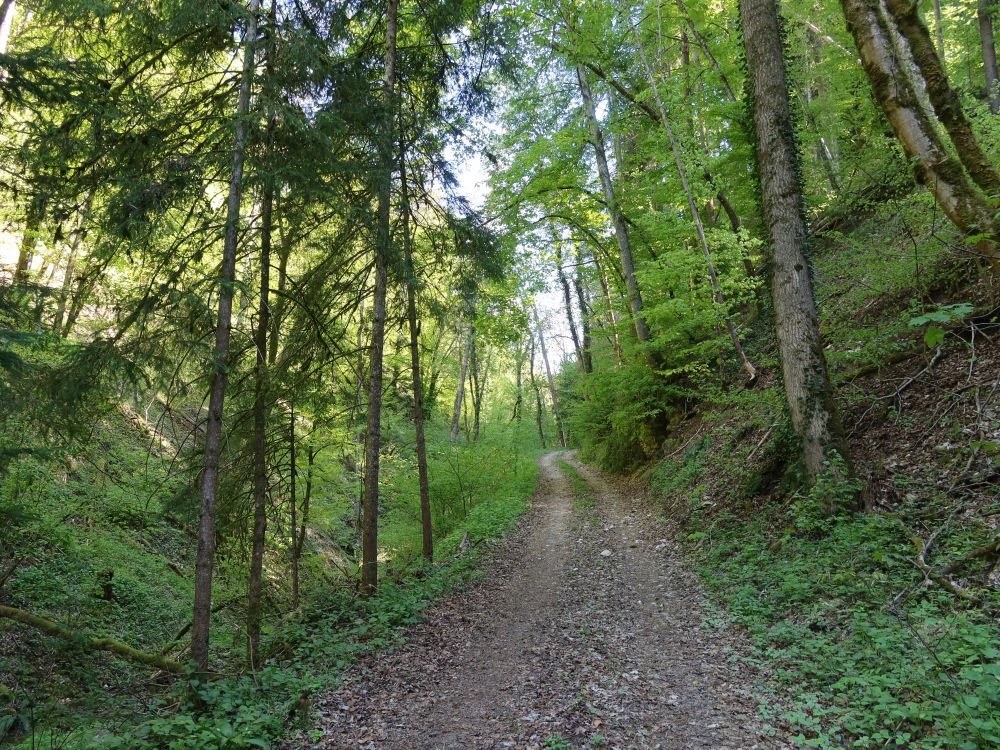 Weg im Hohlgraben