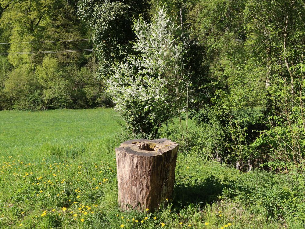 hohler Baumstumpf