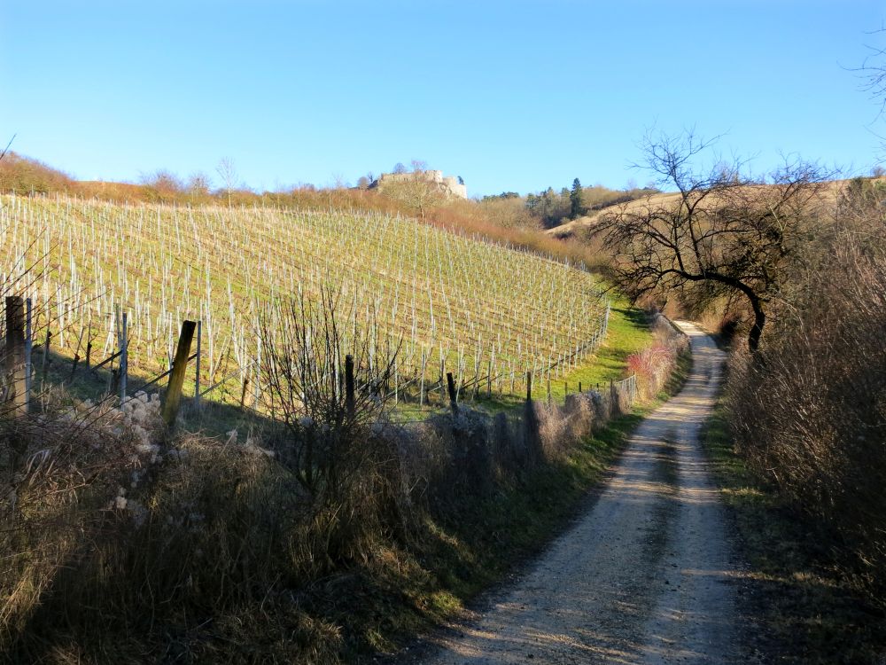 Weinberg unterm Hohentwiel