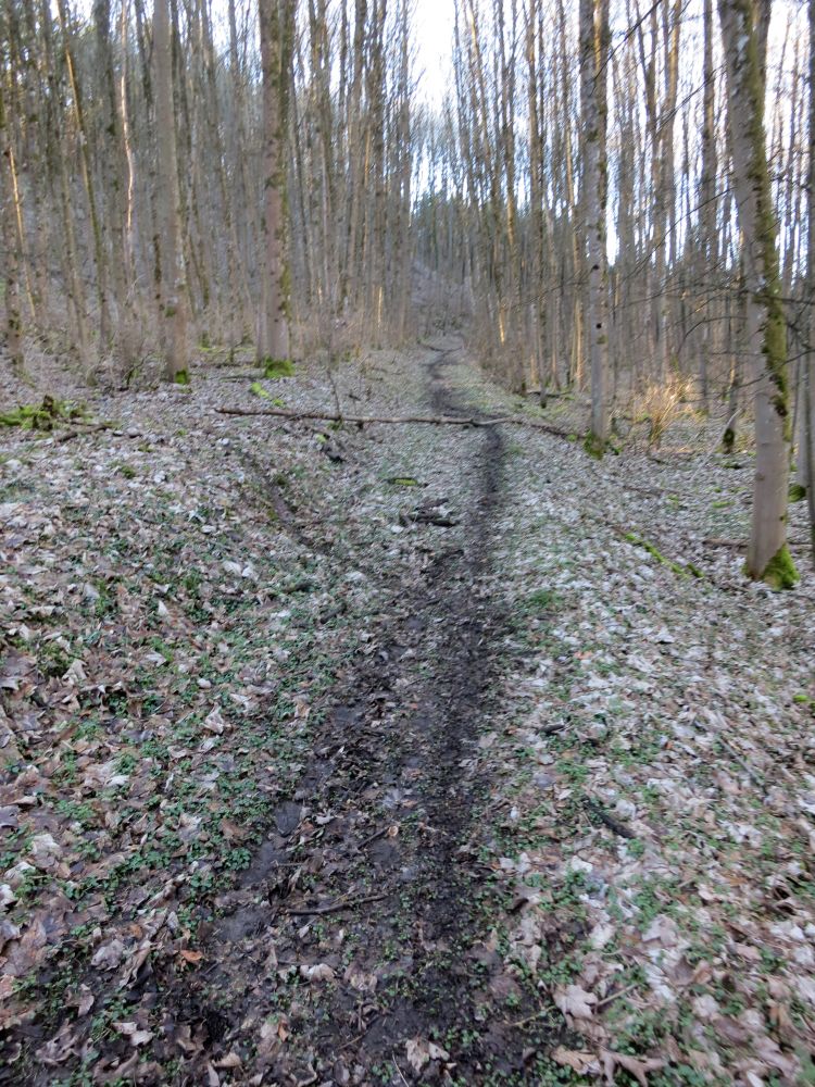 Waldweg unterm Staufen