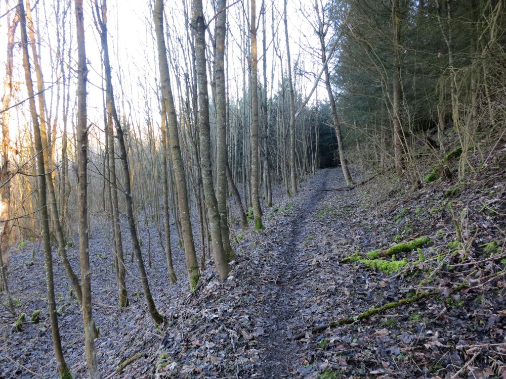 Waldweg unterm Staufen