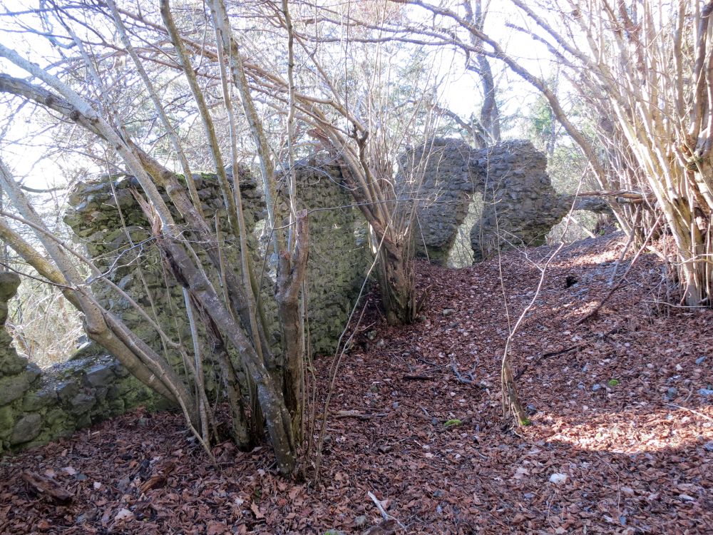 Ruine Staufen