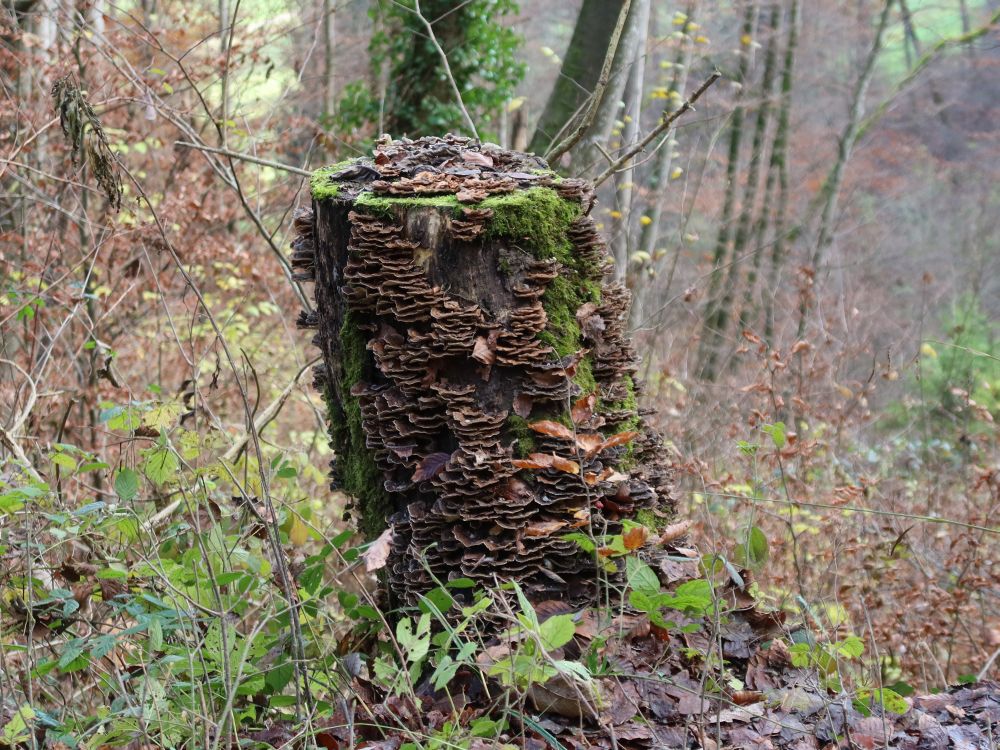 Pilze am Baumstumpf