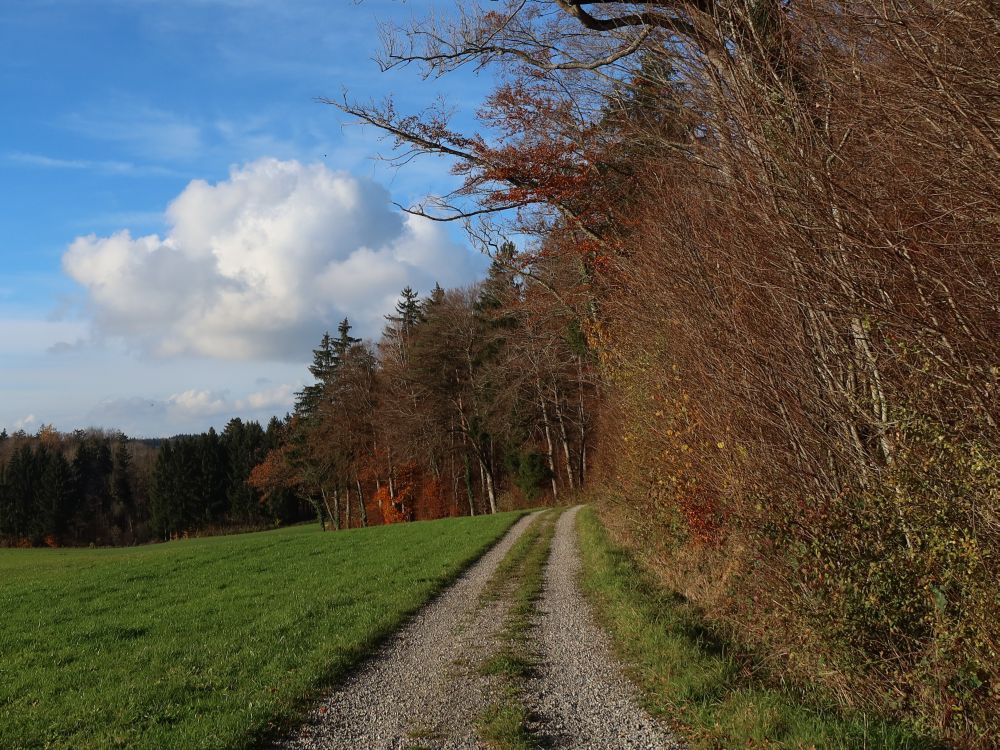 herbstlicher Waldrand