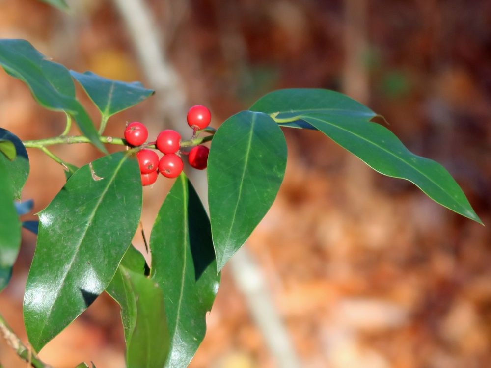 Beeren einer Steckpalme