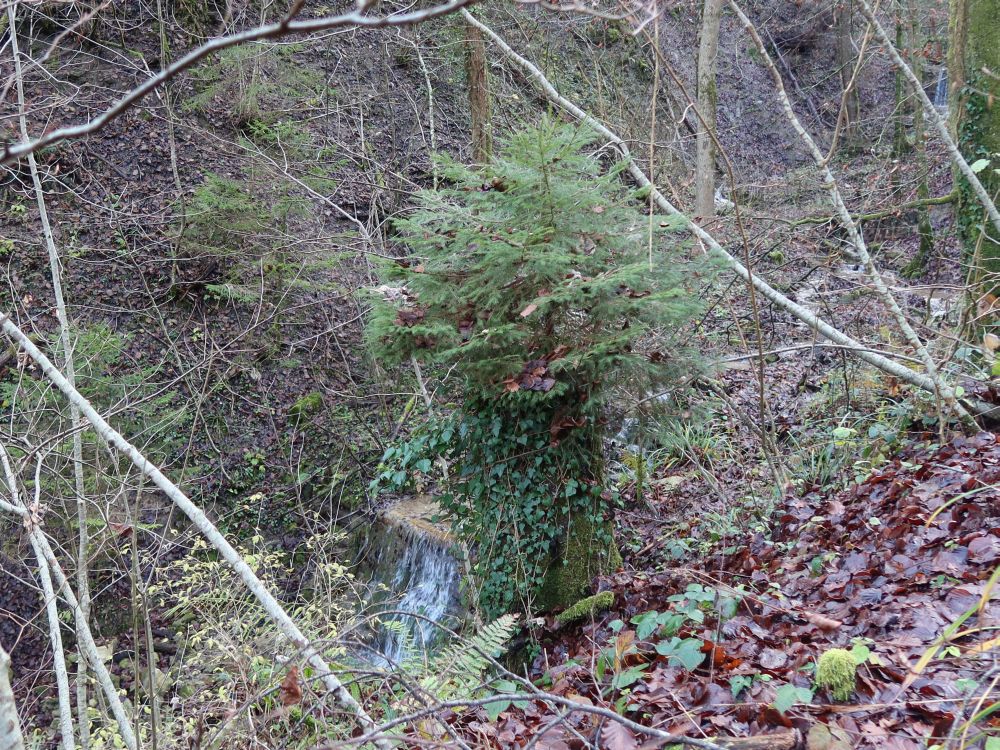 Tännchen auf einem Baumstumpf