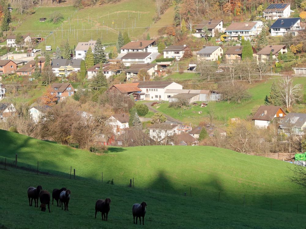 Schafe bei Pfungen