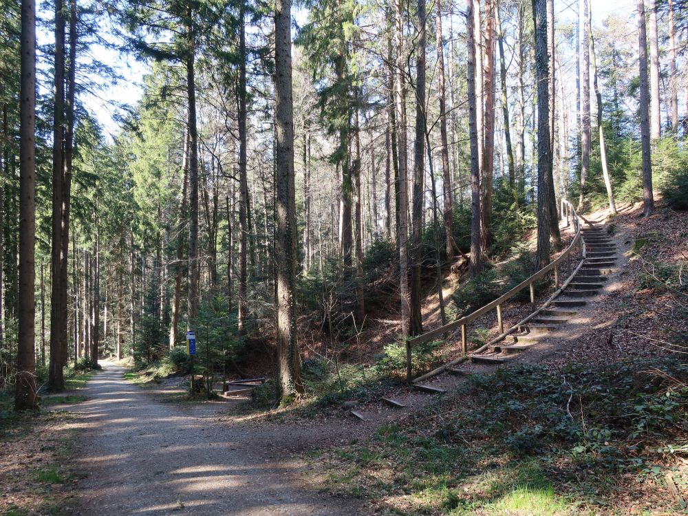 Treppe im Wald