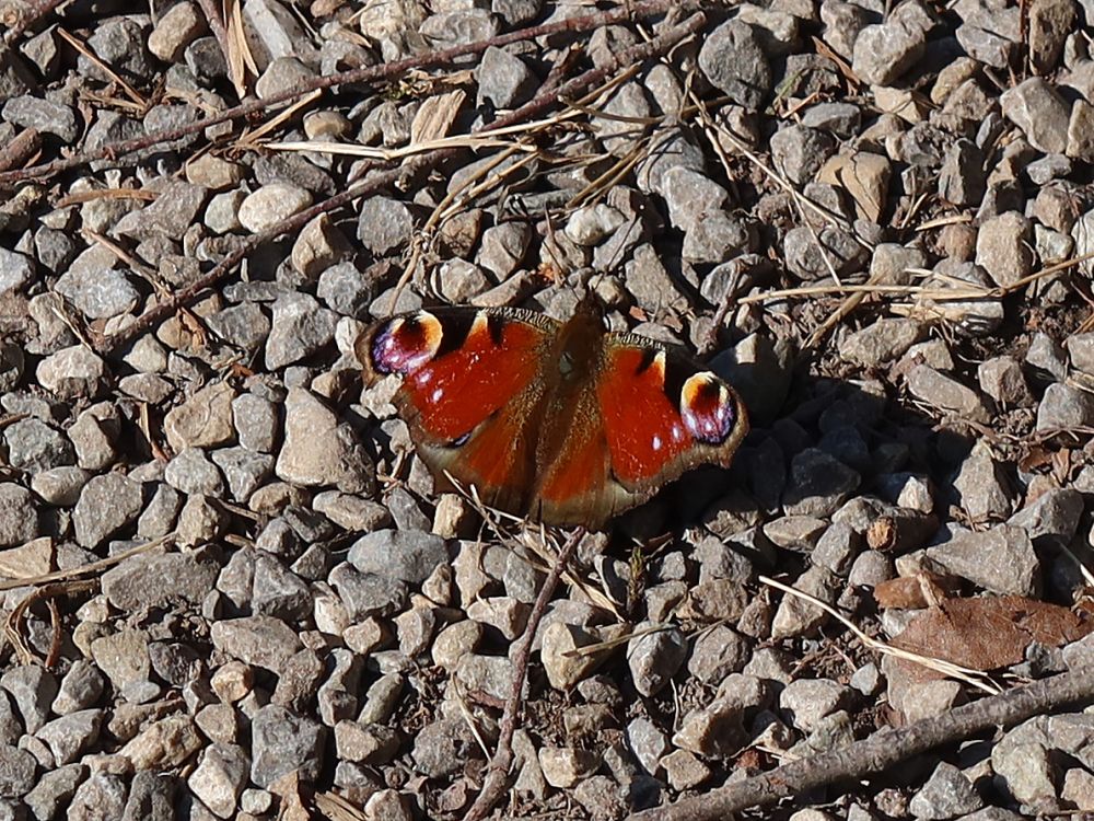 Schmetterling Pfauenauge