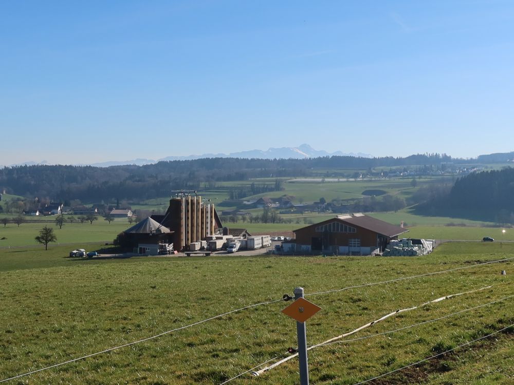 Rinderzucht Freihof und Säntis