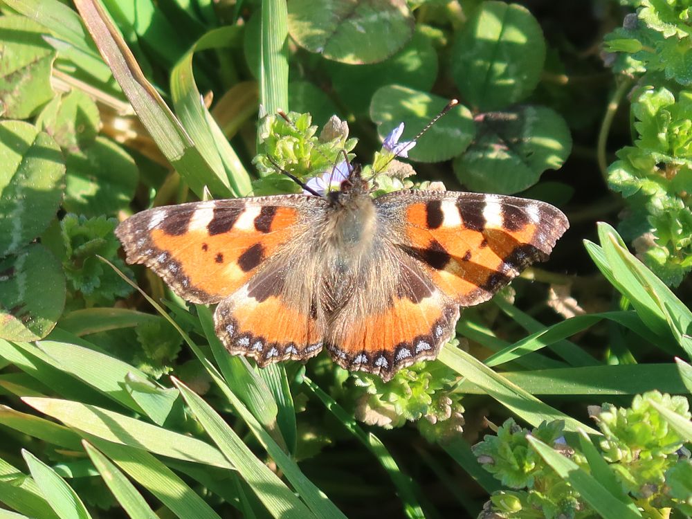 Schmetterling Kleiner Fuchs