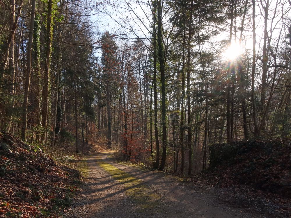 Waldweg am Rütibach