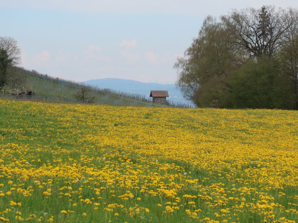 Löwenzahnwiese