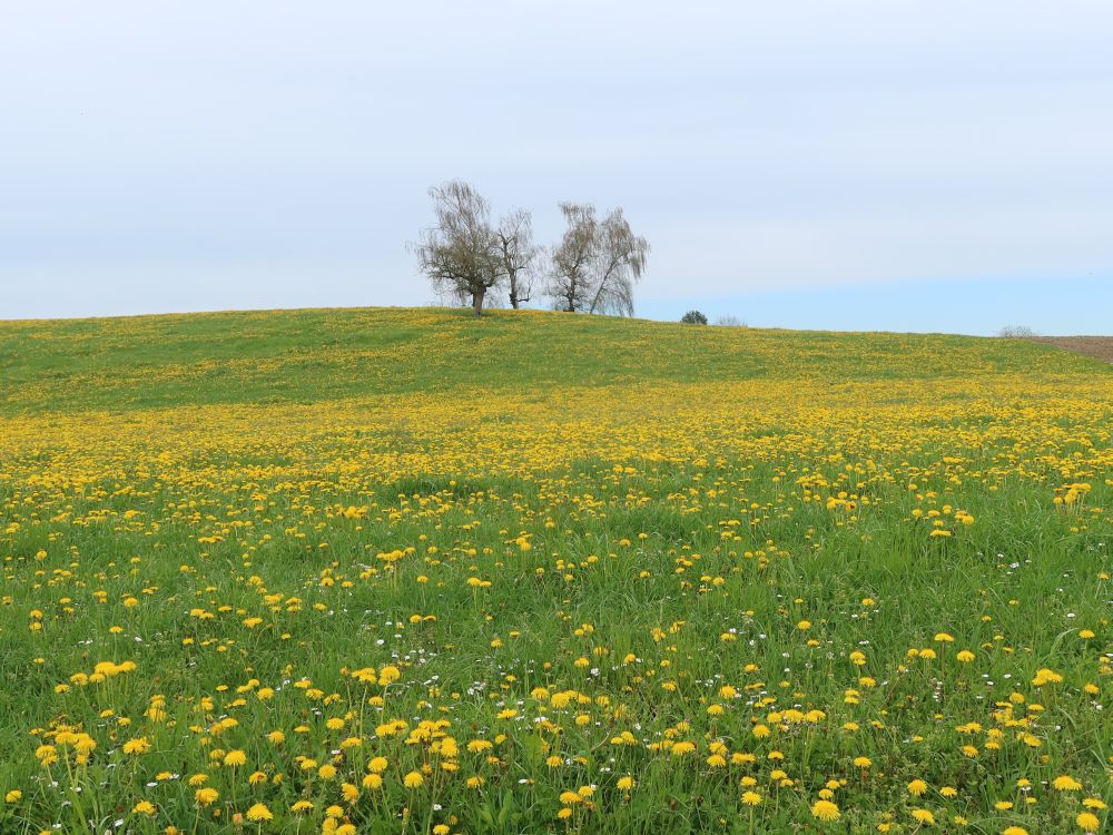 Baumgruppe über Löwenzahnwiese