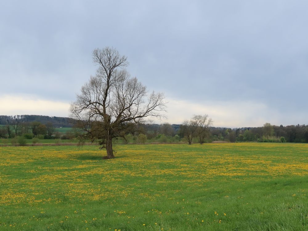 kahle Bäume in Löwenzahnwiese