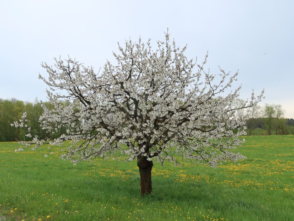 blühender Baum