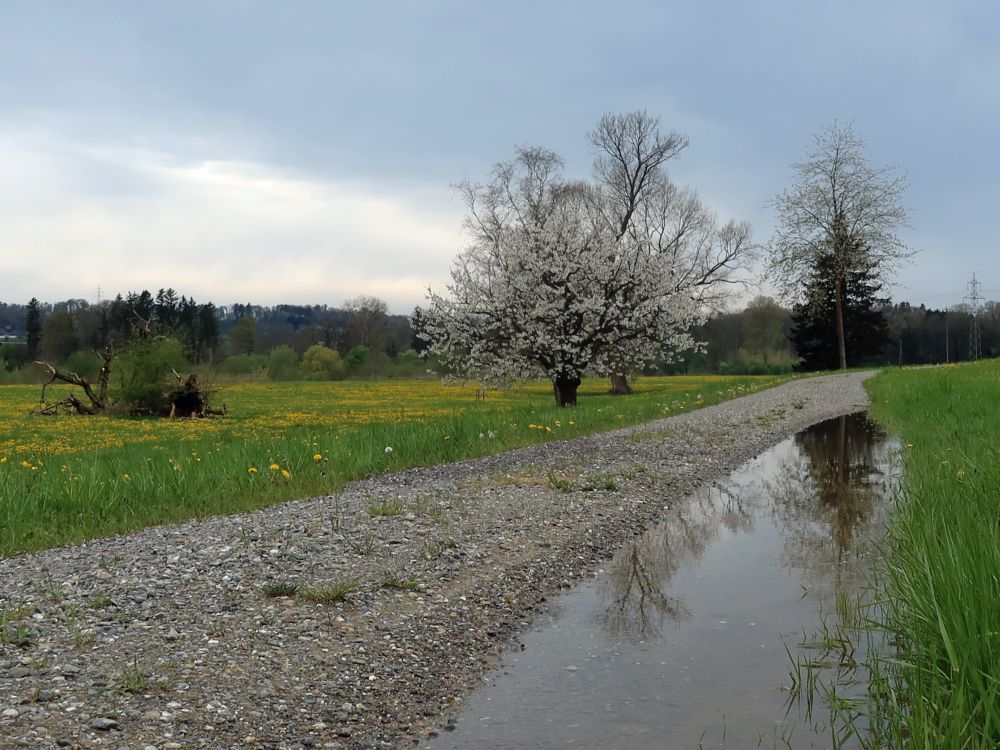 blühender Baum