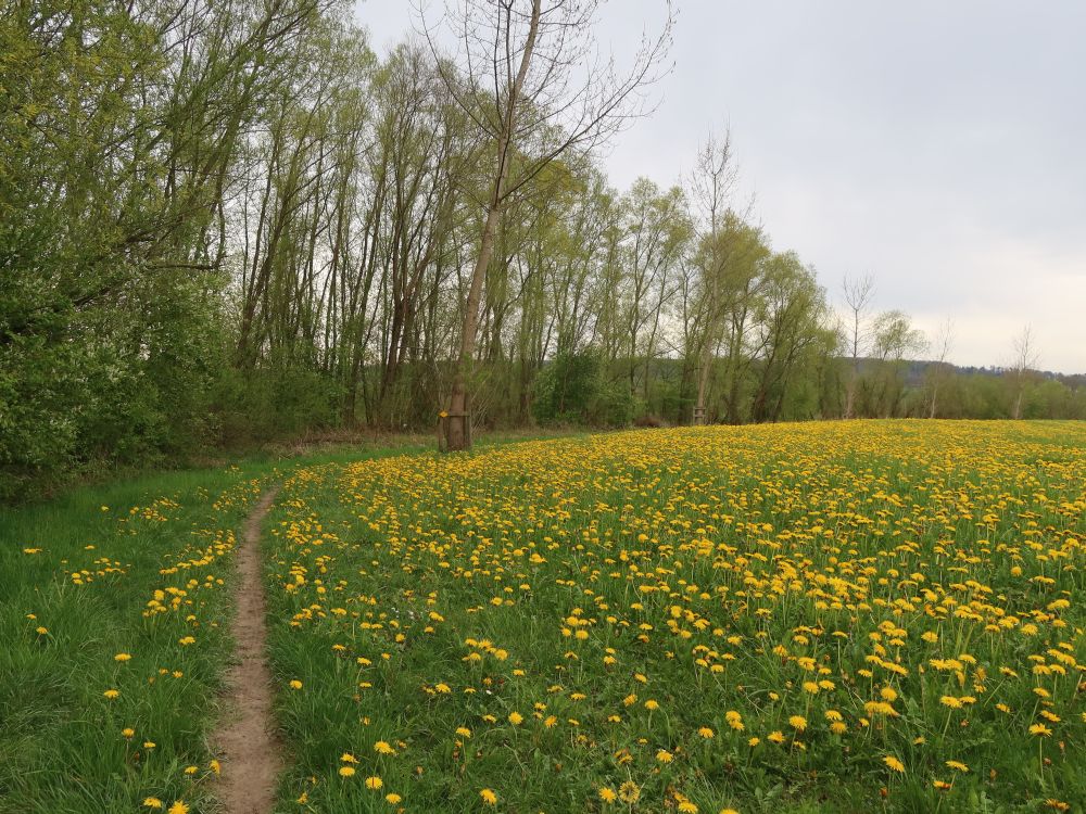 Pfad an Löwenzahnwiese