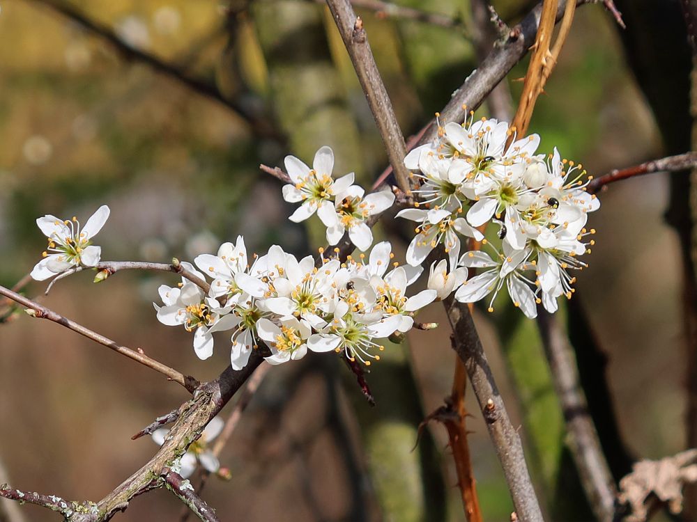 Schlehenblüten