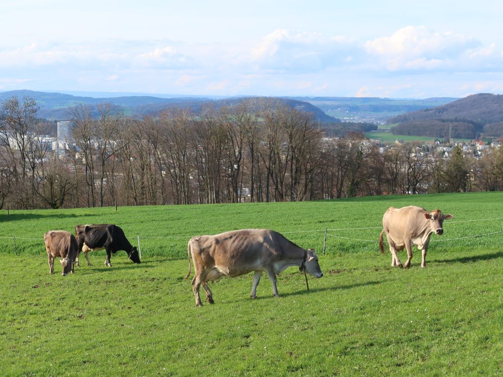 Kuhherde bei Brueder